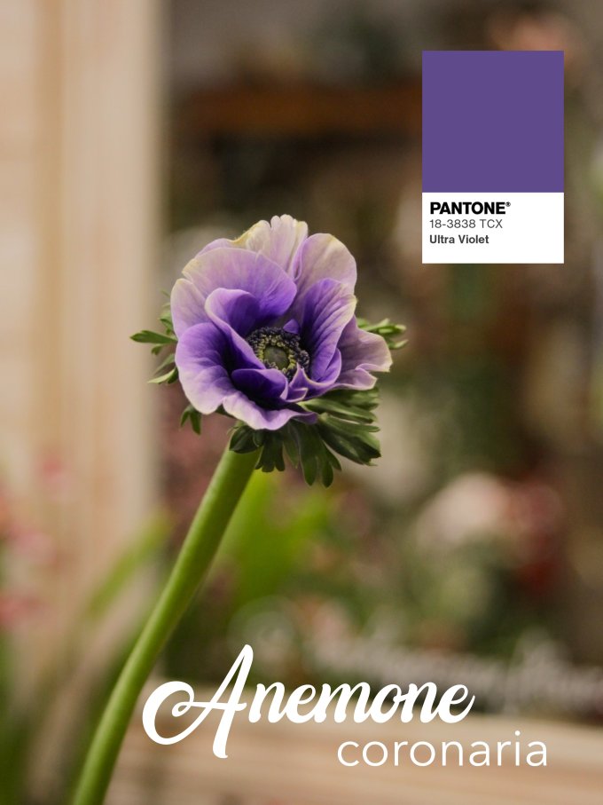 Fleurs de janvier photo 13